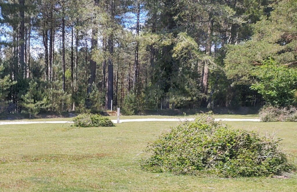 Web designer in The New Forest area